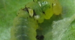 The larval stage of an ichneumonids. 