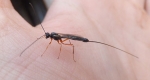 An ichneumonid with its long antennae and ovipositor visible. 