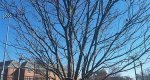 Full view of japanese lilac with no leaves