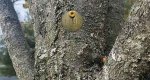 A tree trunk of a Japanese lilac.
