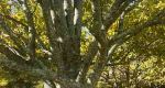 Branches and leaves of a Japanese lilac tree.
