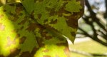 The leaves of a Japanese lilac tree at Rowan University in Glassboro New Jersey. 