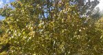 A Japanese lilac tree at Rowan University  Arboretum.