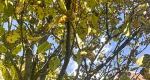Japanese lilac branches with yellow-green leaves