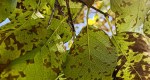 japanese lilac leaves