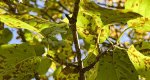 Japanese lilac leaves