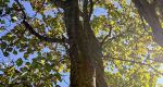 An upward view of a Japanese lilac tree.