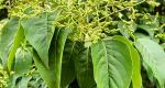 Japanese lilac flower buds
