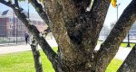 The trunk of a Japanese lilac tree.