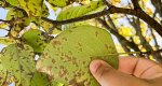 Japanese lilac leaves