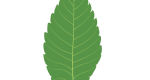Japanese Zelkova Leaf Illustration