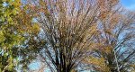 An image of the japanese zelkova in autumn in the Rowan University Arboretum, Glassboro New Jersey.