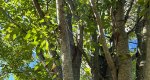 An image of the japanese zelkova branches in the Rowan University Arboretum, Glassboro New Jersey.
