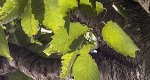 An image of the japanese zelkova leaves in the Rowan University Arboretum, Glassboro New Jersey.