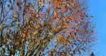 An image of the japanese zelkova leaves in autumn in the Rowan University Arboretum, Glassboro New Jersey.