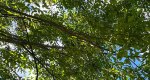 An image of the japanese zelkova leaves in the Rowan University Arboretum, Glassboro New Jersey.