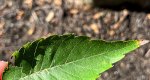 An image of the japanese zelkova leaf in the Rowan University Arboretum, Glassboro New Jersey.