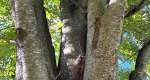 An image of the japanese zelkova branches in the Rowan University Arboretum, Glassboro New Jersey.