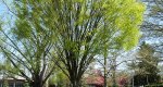 An image of the japanese zelkova tree in early spring in the Rowan University Arboretum, Glassboro New Jersey.