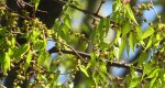 An image of the japanese zelkova leaves in early spring in the Rowan University Arboretum, Glassboro New Jersey.