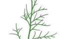 Vector illustration of the juniper (red cedar) needles.