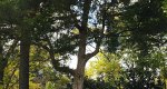 An image of the juniper  (Red Cedar) tree in the Rowan University Arboretum, Glassboro New Jersey.