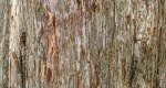 An image of the juniper bark in the Rowan University Arboretum, Glassboro New Jersey.