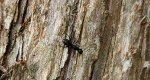 An image of the red cedar tree bark with an insect in the Rowan University Arboretum, Glassboro New Jersey.