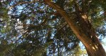 An image of the juniper  (Red Cedar) tree branches in the Rowan University Arboretum, Glassboro New Jersey.