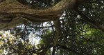 An image of the juniper (Red Cedar) tree branches in the Rowan University Arboretum, Glassboro New Jersey.