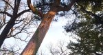 An image of the juniper (Red Cedar) tree in the Rowan University Arboretum, Glassboro New Jersey.