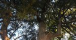 An image of the juniper tree branches in the Rowan University Arboretum, Glassboro New Jersey.