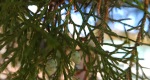 An image of the juniper tree leaves and fruit in the Rowan University Arboretum, Glassboro New Jersey.