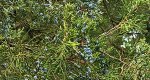 An image of the juniper (Red Cedar) tree leaves and fruit in the Rowan University Arboretum, Glassboro New Jersey.