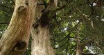 An image of the juniper (Red Cedar) tree branches in the Rowan University Arboretum, Glassboro New Jersey.