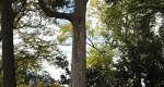 An image of the juniper tree in the Rowan University Arboretum, Glassboro New Jersey.