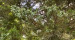 An image of the juniper fruits in the Rowan University Arboretum, Glassboro New Jersey.