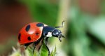 A ladybug with short, clubbed antennae and hard mandibles visible in above photo. 