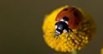 A ladybird beetle resting on a flower with its two clubbed antennae visible.