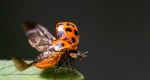 A ladybird beetle with its wings extended.
