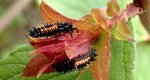 Ladybird beetle larvae crawling on the petals of a flower, their distinct orange/black coloration visible.