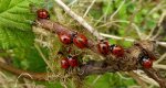 A collection of ladybird beetles on a branch, notice similar placement of black spots on each individual. 