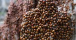 A large grouping of ladybird beetles on the stumps of logs. 