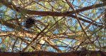 An image of the loblolly branches with cones in the Rowan University Arboretum, Glassboro New Jersey.