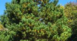 An image of the loblolly tree in the Rowan University Arboretum, Glassboro New Jersey.