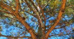 An image of the loblolly branches in the Rowan University Arboretum, Glassboro New Jersey.