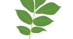 Mockernut Hickory Leaf Illustration