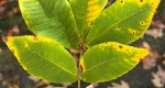 An image of leaves from the mockernut hickory in the Rowan University Arboretum, Glassboro New Jersey.