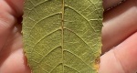 An image of a leaf from the mockernut hickory in the Rowan University Arboretum, Glassboro New Jersey.