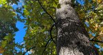 An image of the mockernut hickory branches and leaves in the Rowan University Arboretum, Glassboro New Jersey.